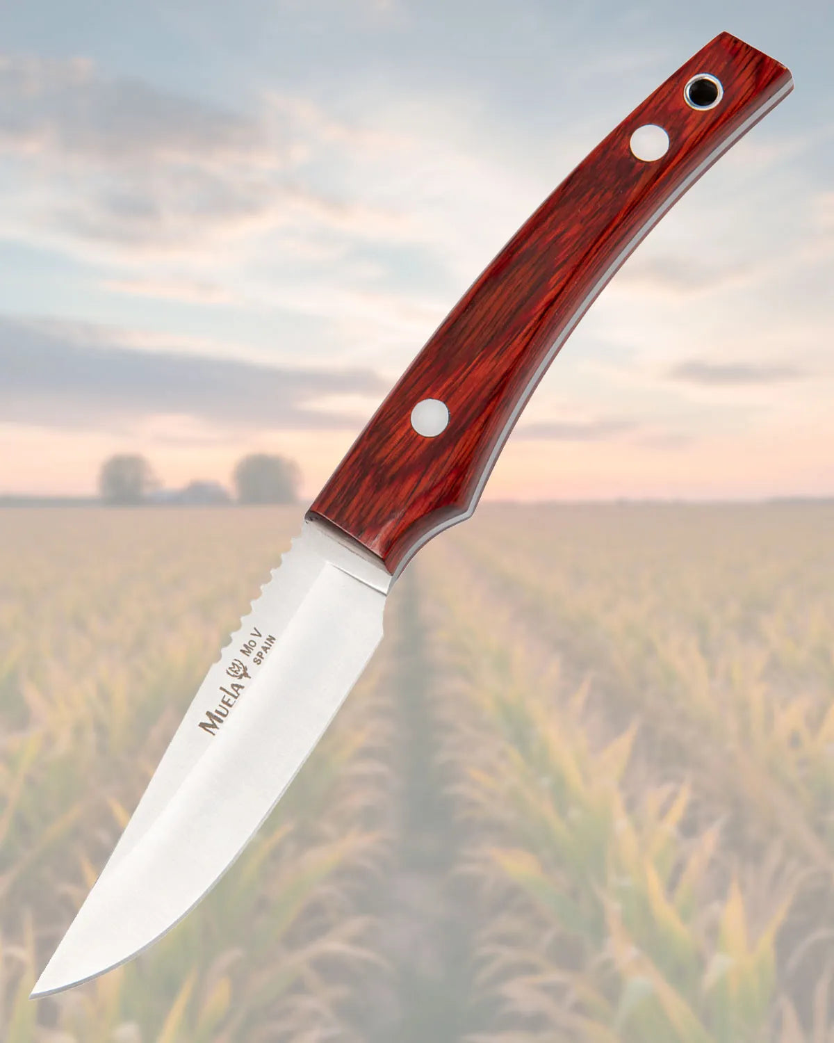 Cuchillo Muela enterizo con cachas de madera prensada coral_IA